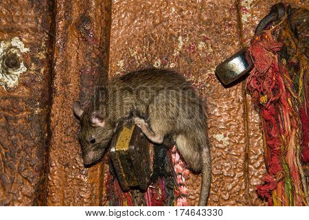 Feeding rats in scenic Karni Mata temple in India