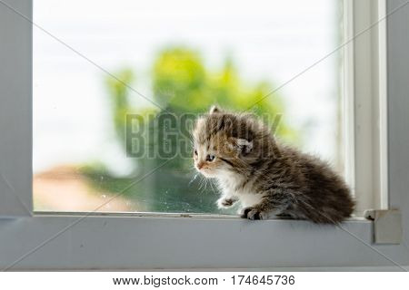 Cute ktten lyning on window and look for something.