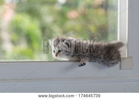 Cute ktten lyning on window and look for something.