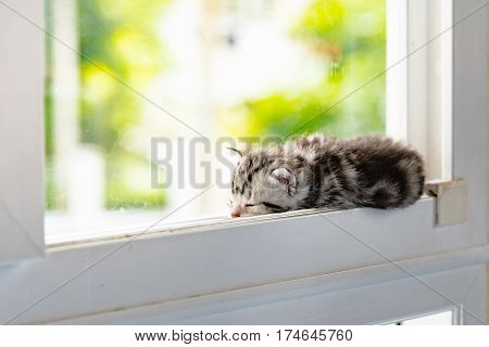 Cute ktten lyning on window and look for something.