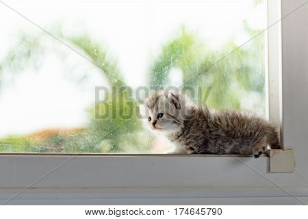 Cute ktten lyning on window and look for something.