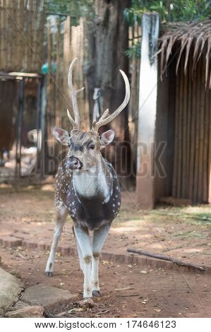 The chital or cheetal also known as spotted deer or axis deer that live in the zoo of thailand