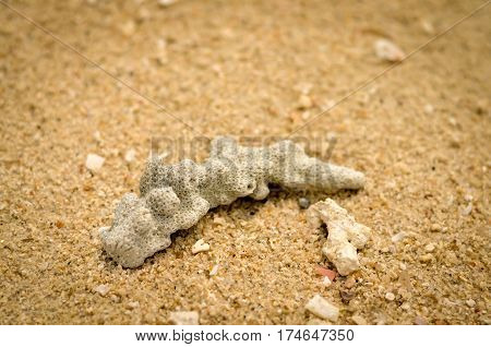 tropical paradise beach landscape with black corals