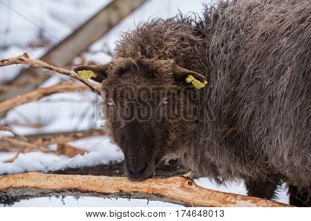 sheep eating in with snow in the background