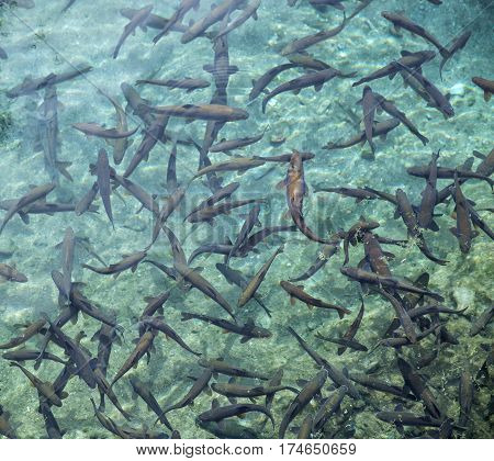 Flock of fish in the sacred source of Chashma Nurata Uzbekistan