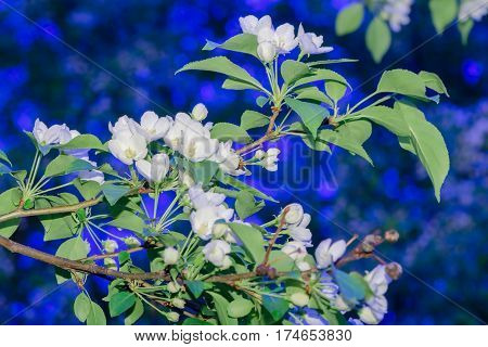 apple-tree flowers. Spring garden - Blooming Tree. blossom apple tree. Beautiful blooming of apple trees over blue sky in spring par
