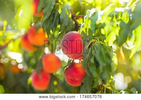 Fresh Ripe Peach On Tree In Summer Orchard