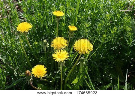 bright yellow dandelions on green field in summer