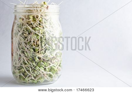 Fagioli che spuntano In vasetto di vetro