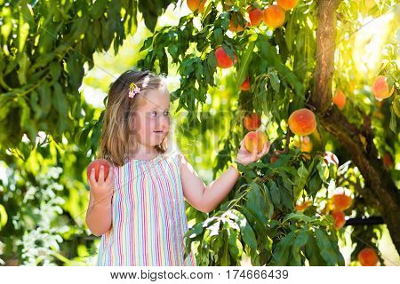 Child Picking And Eating Peach From Fruit Tree