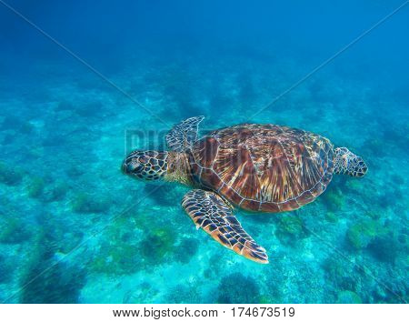 Sea turtle in water. Swimming sea turtle in blue water. Sea tortoise snorkeling photo. Cute green turtle photo. Oceanic animal in sea. Tropical waters life. Beautiful wild nature on tropic seashore.