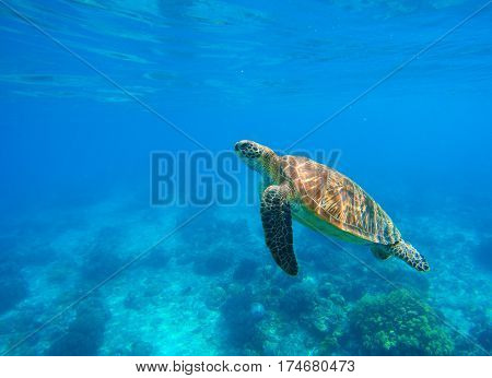 Swimming sea turtle in blue water. Sea tortoise snorkeling photo. Cute green turtle photo. Oceanic animal in clear sea. Tropical waters life. Beautiful wild nature on tropic seashore. Marine species