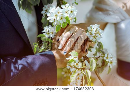 hand of the bride and groom on the background of apple blossom branches