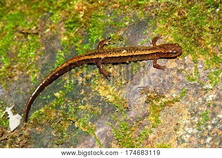 Southern Two-lined Salamander (Eurycea cirrigera) in an Indiana stream