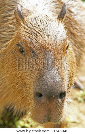 Capybara