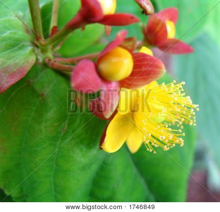 Hypericum v květu