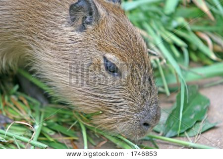 Capybara