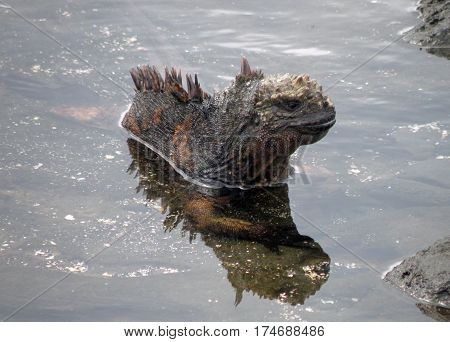 Galapagos marine iguana cooling in a tidal pool