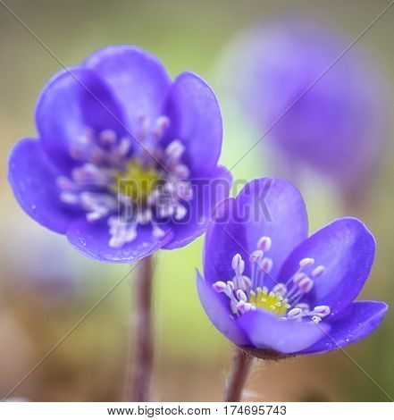 Blue spring wildflower liverleaf or liverwort, Hepatica nobilis. A delicate and fragile wild forest flower. Symbol for fragility
