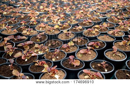 The young dark begonia, Latin name 