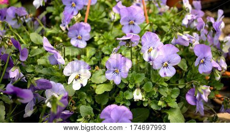 Several groveling and ordinary motley flowers day and night, the Latin name 