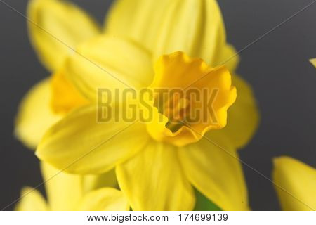 Flower of the Narcissus cyclamineus sort Tete a Tete.