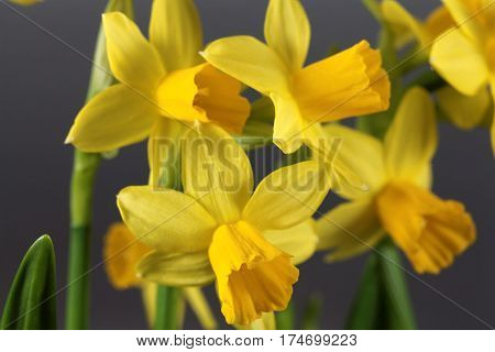 Flower of the Narcissus cyclamineus sort Tete a Tete.