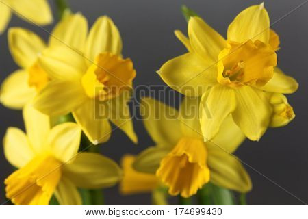 Flower of the Narcissus cyclamineus sort Tete a Tete.