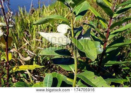 The seed pod of a common milkweed plant (Asclepias syriaca) near a small lake in Joliet, Illinois, during September.