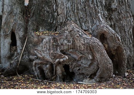 tree stub and root texrure background of nature