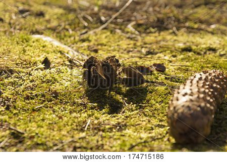 Beechnut and cone on the grass next to the forest. Sunny day.
