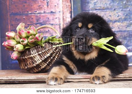  puppy of a Tibetan mastiff holding a flower
