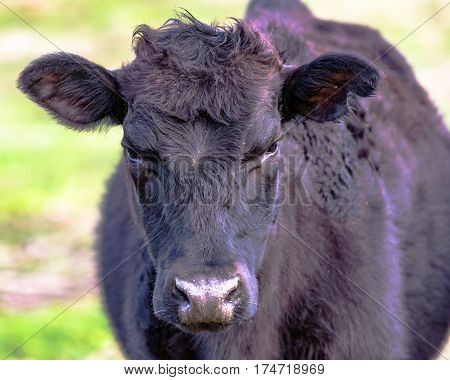 Close up of a black crossbred beef cow heifer