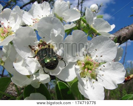 Green may-bug cockchafer with ants on blossoming pear flower in spring
