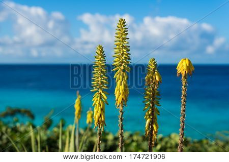 Blossoming yellow flowers aloe-vera plant and blue sea Curacao island Carribbean region