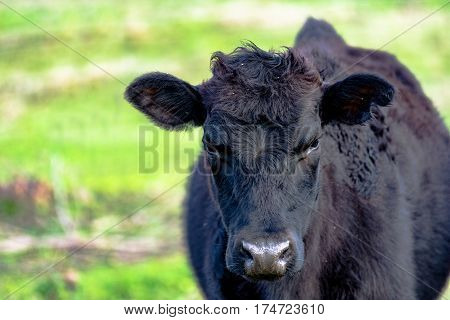 Yearling heifer Angus crossbred with rough winter coat with early spring background blurred