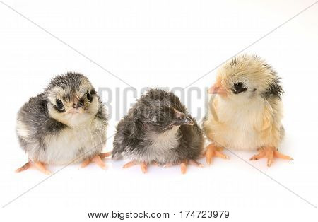 chick serama in front of white background