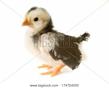 chick serama in front of white background