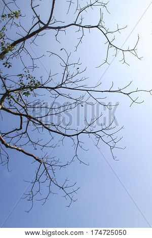 texture of old brown twig with blue sky for background and pattern