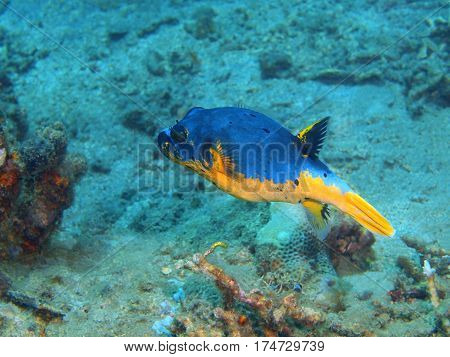 The surprising underwater world of the Bali basin, Island Bali, Lovina reef, boxfish