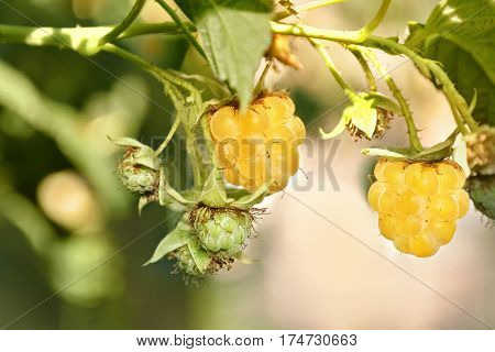 Yellow ripe raspberries on a branch in the warm light. Selective focus.