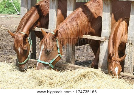 Thorougbred young horses chewing hay on the ranch
