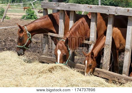 Thorougbred young horses chewing hay on the ranch