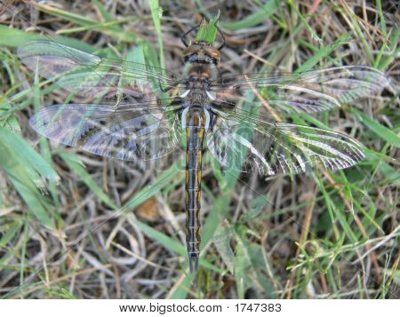 Dragonfly udgør