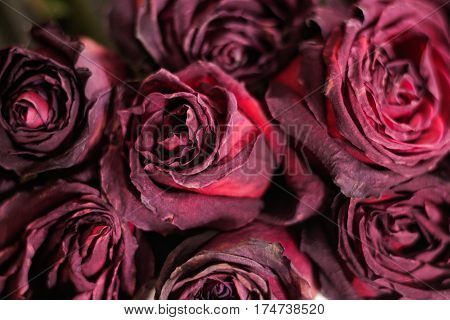 Dried Dead Flowers Red Rose. Wilted Roses.