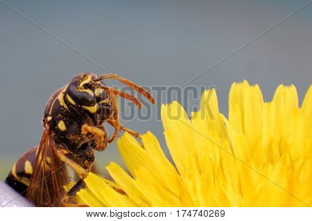 Wasp on dandelion flower in springtime. Collecting nectar