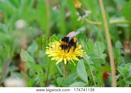 Bumble Bee on dandelion flower in springtime. Collecting nectar