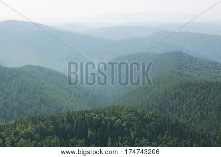 Dark forest in haze landscape. Green forest