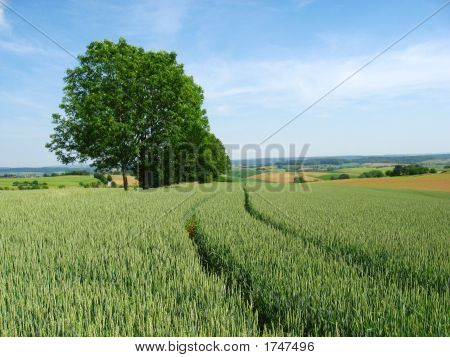 Campo di grano In estate
