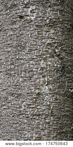 Tree texture background. Kauri tree texture background, Kauri tree popular in new Zealand